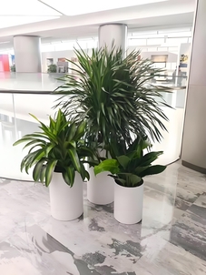 镇海花木租摆设计 镇海花木租摆设计